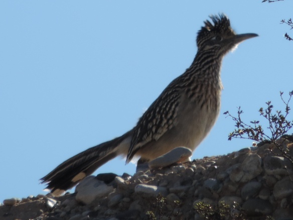 This bird was seen in Lake Havasu State Park (Lake Havasu City, Arizona) on January 10, 2014. A Nikon Coolpix P520 camera was used to produce this photograph.